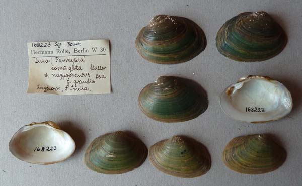specimen