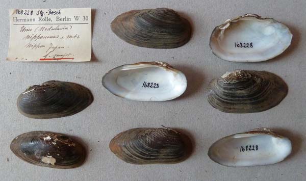 specimen