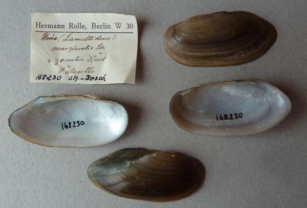 specimen