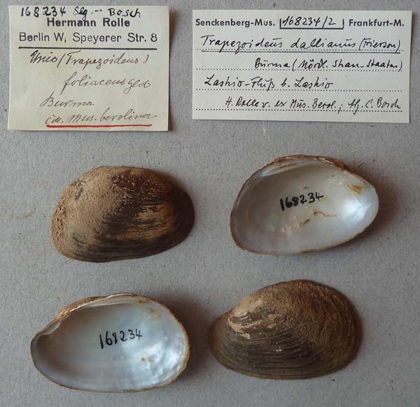 specimen