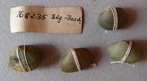 specimen