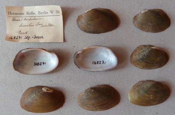 specimen
