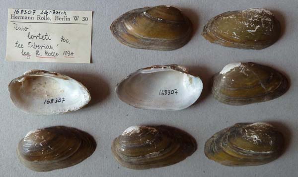 specimen