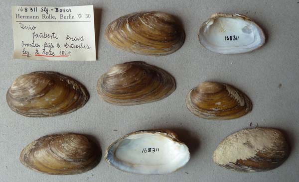specimen