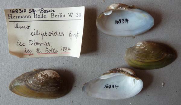 specimen