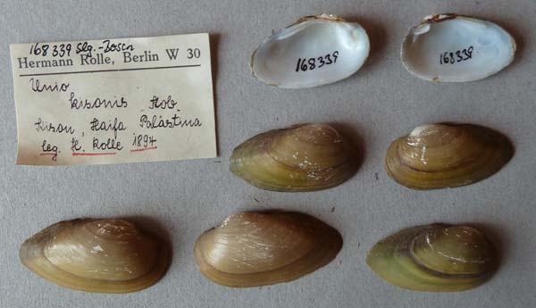 specimen