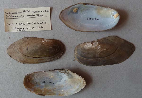 specimen