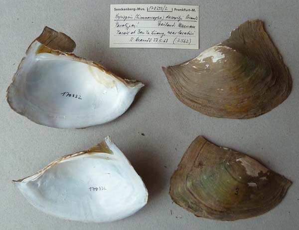 specimen