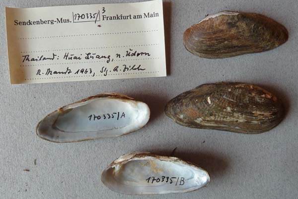 specimen