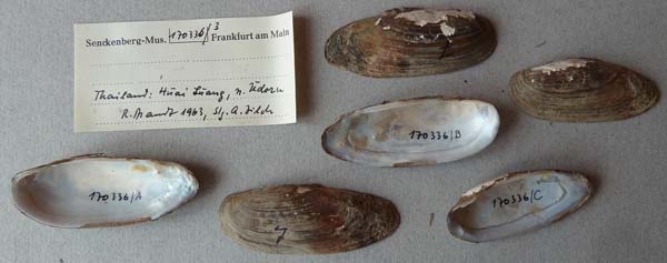 specimen