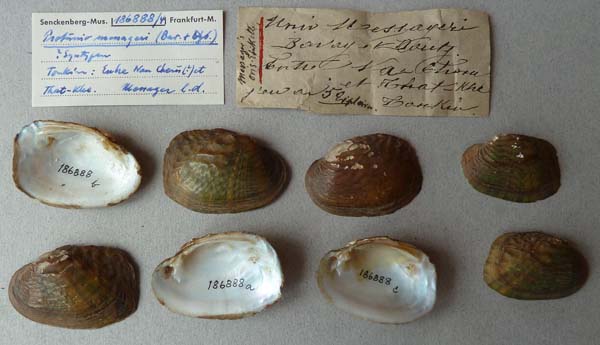 specimen