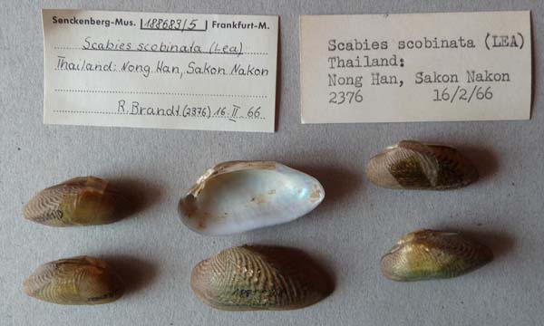 specimen