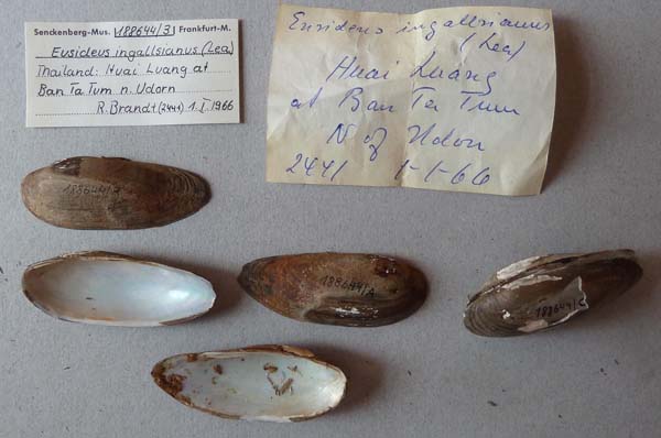 specimen