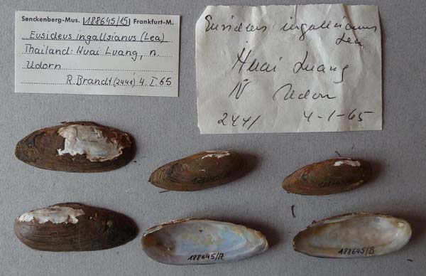 specimen