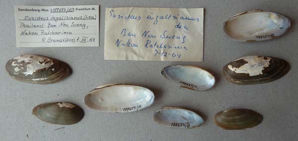 specimen