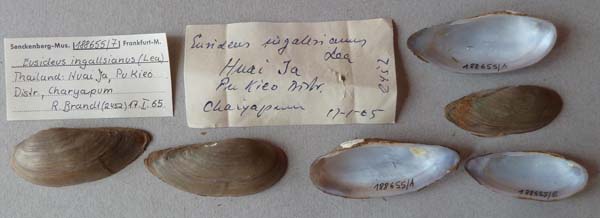specimen