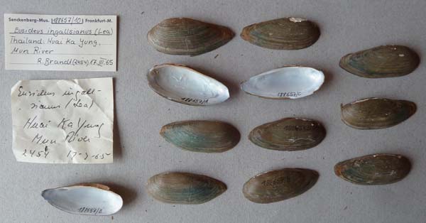 specimen