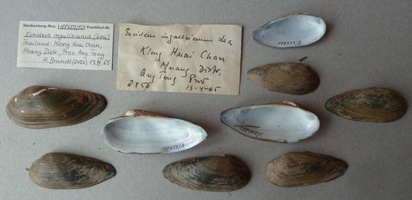 specimen