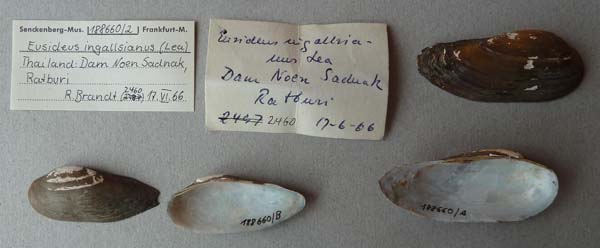 specimen