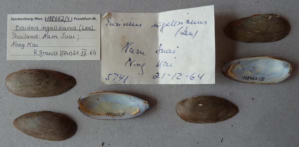 specimen