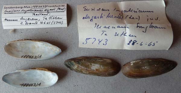 specimen