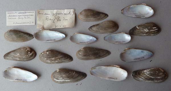 specimen