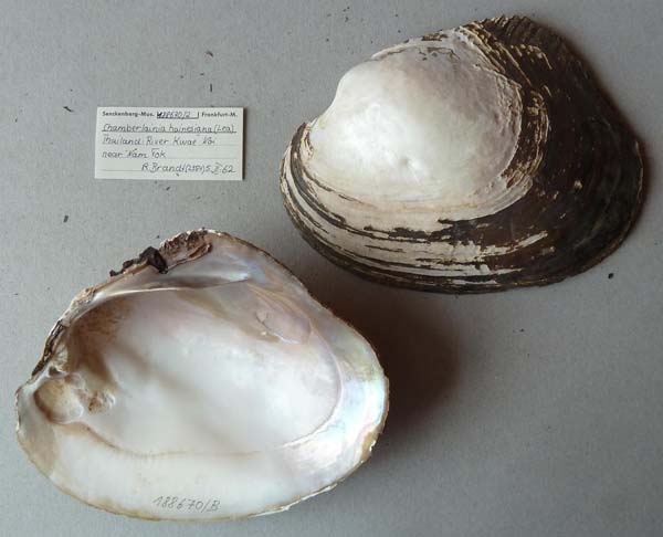 specimen