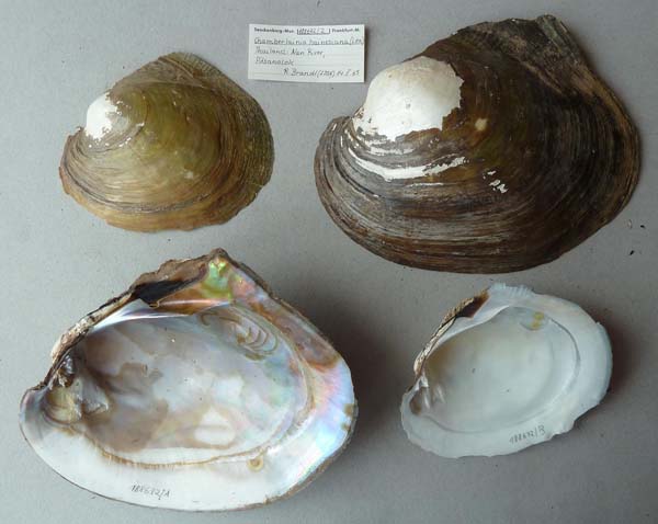 specimen