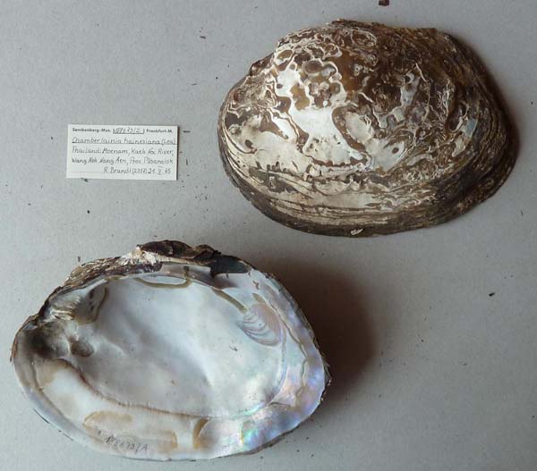 specimen