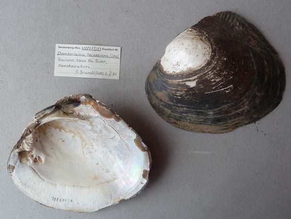 specimen