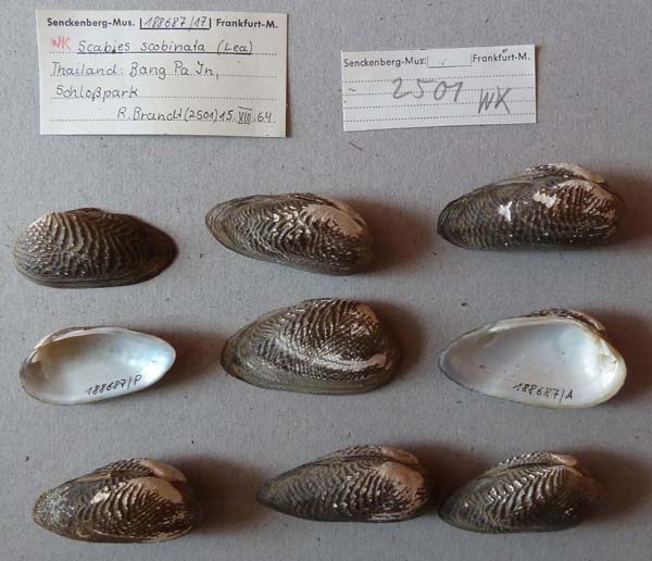 specimen