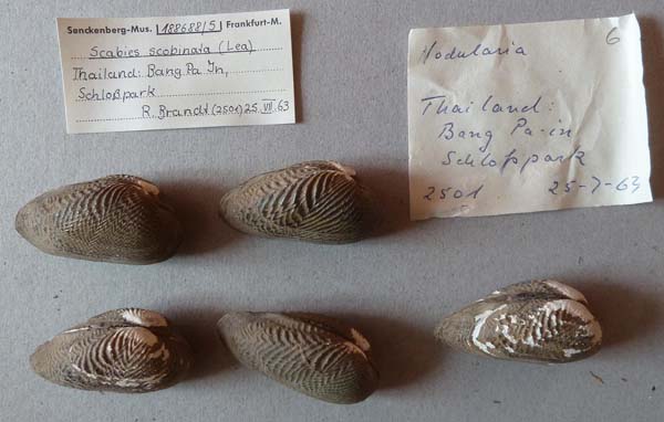 specimen