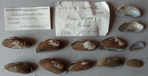 specimen