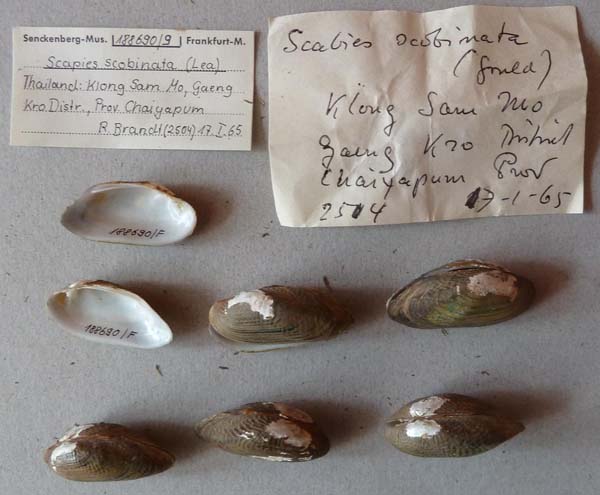 specimen