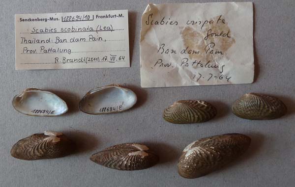 specimen