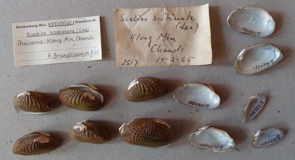 specimen