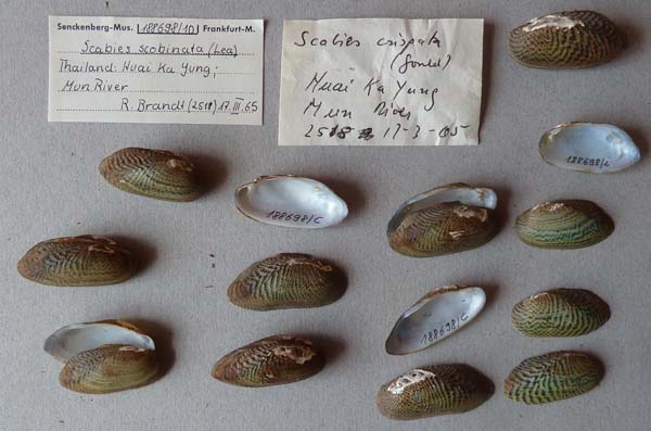 specimen