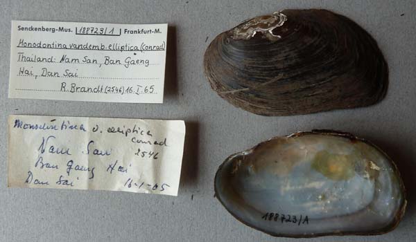 specimen