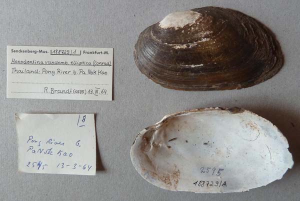 specimen