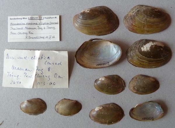 specimen