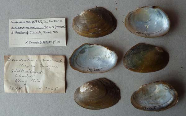 specimen