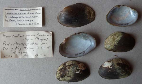 specimen