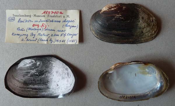 specimen