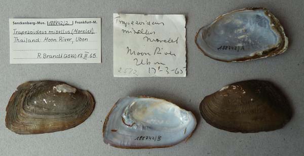 specimen