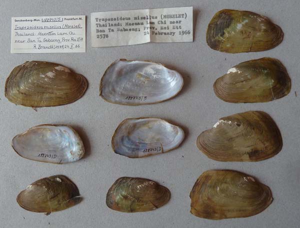 specimen
