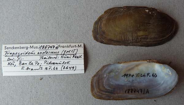 specimen
