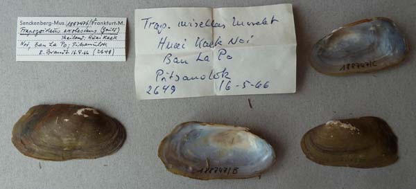 specimen