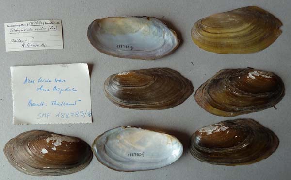 specimen