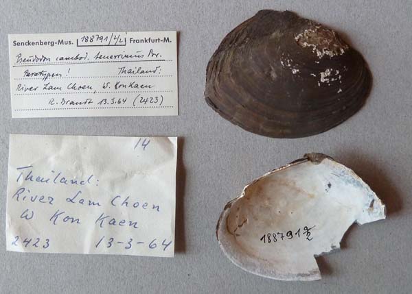 specimen