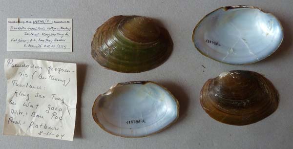 specimen